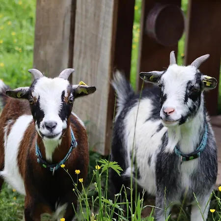 Schlegelhansenhof Buchenbach (Breisgau-Hochschwarzwald)